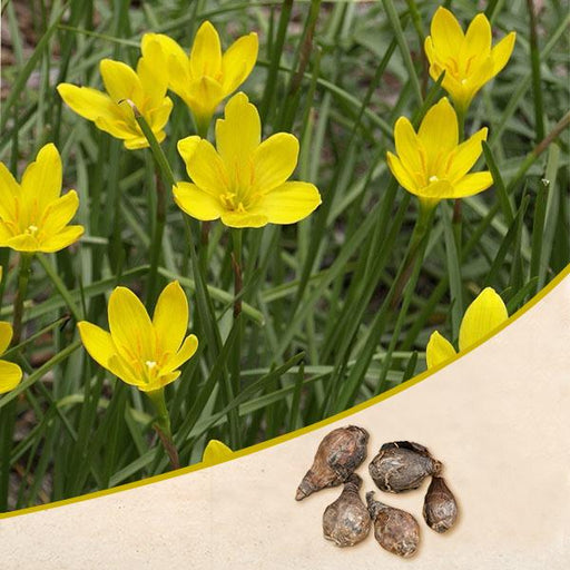 Buy Zephyranthes Lily Rain Lily Yellow Bulbs Set Of 10 Online From Nurserylive At Lowest Price