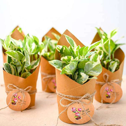 Multicolor Marriage Return Gift Plants at Rs 25/piece in Chennai | ID:  23063413562