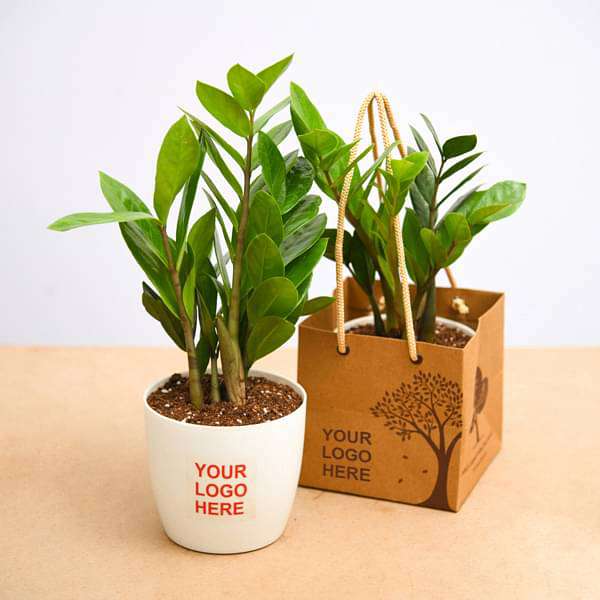 Buy Zamioculcas zamiifolia, ZZ Plant - Gift pack (set of 30) online from  Nurserylive at lowest price.