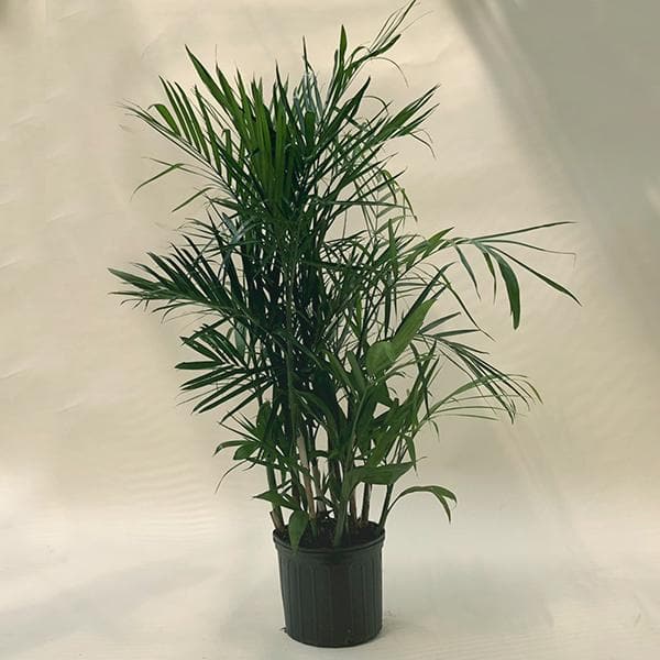 Chamaedorea Seifrizii, Bamboo Palm - Plant - Nurserylive