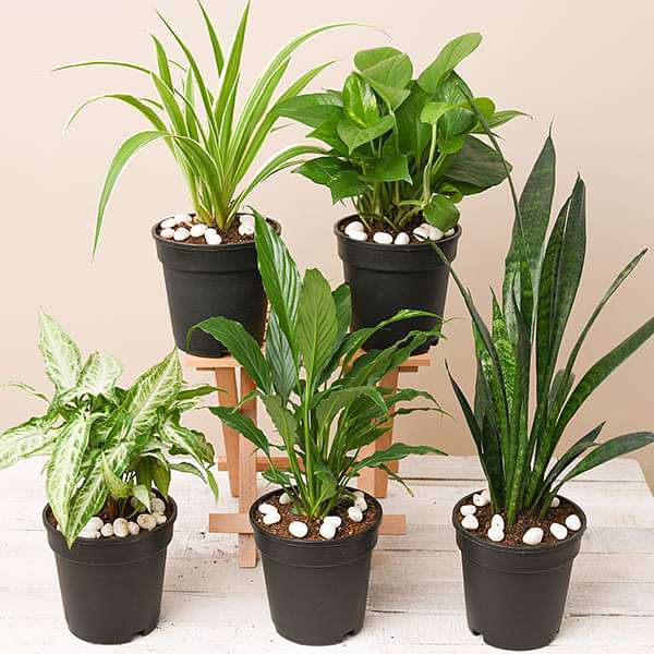 5 Best Indoor Plants Pack - Nurserylive