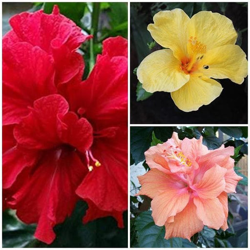 Buy Hibiscus Plants online from Nurserylive at lowest price.