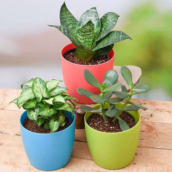 Buy Mood Booster / De-stress Table Top / Office Desk Plants online from  Nurserylive at lowest price.