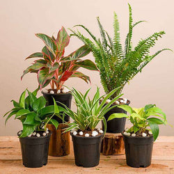 Buy Curtain creeper, Vernonia creeper, Parda bel - Plant online from  Nurserylive at lowest price.