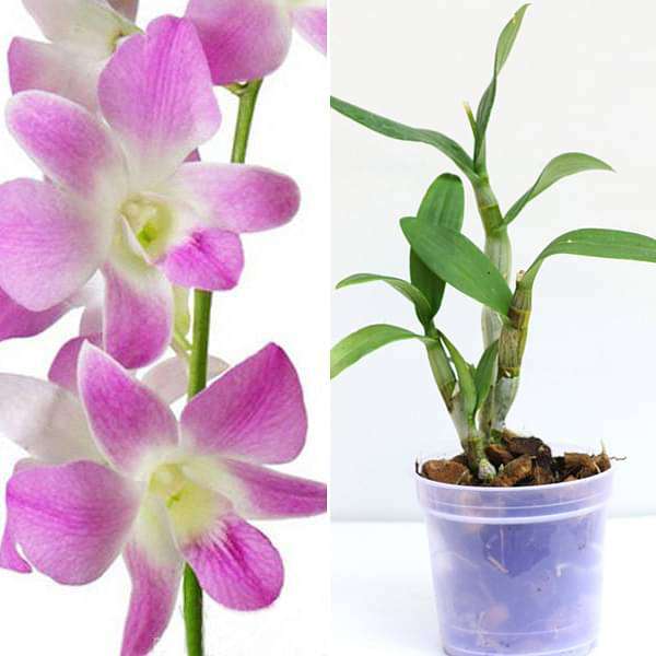 Pack of 2 Dendrobium Orchid plants - Nurserylive