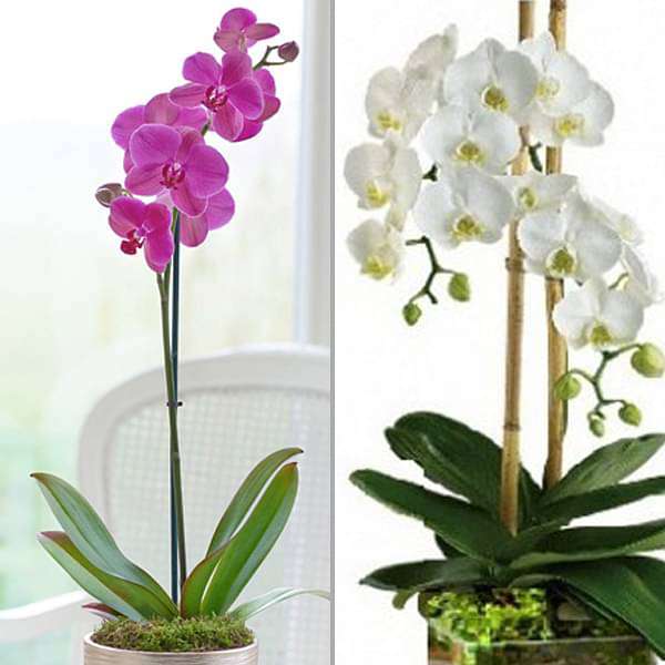 Buy Pack of 2 pretty Phalaenopsis Orchid plants online from Nurserylive at  lowest price.