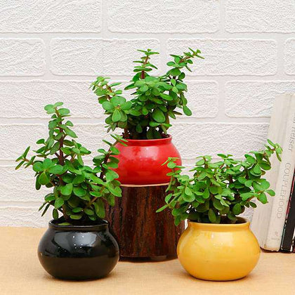 Buy Pack of 3 Good Luck in Ceramic Pots online from Nurserylive at lowest price.
