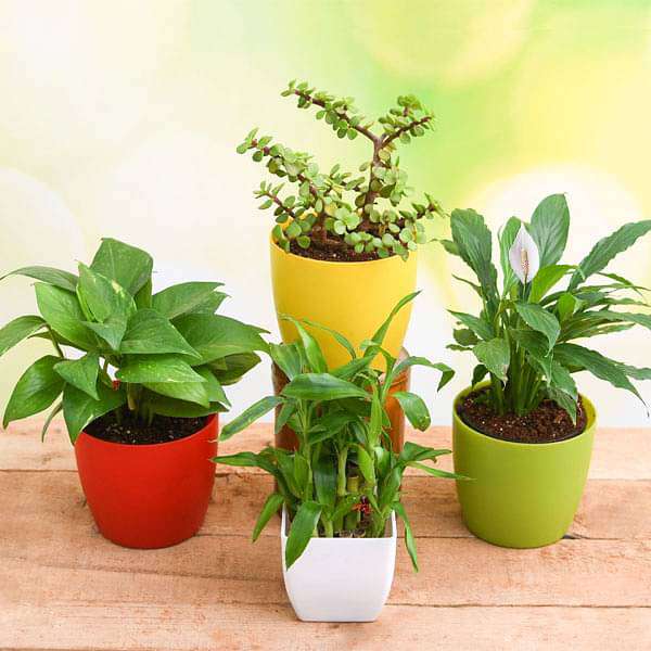 Buy Top 4 Plants to Bring Goodluck and Prosperity online from Nurserylive  at lowest price.