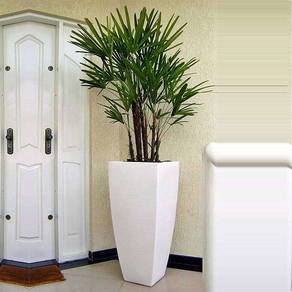 Vibrant Lady Palm for office - Nurserylive