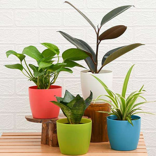 Buy World Environment Day Special (4 Plants Pack) online from Nurserylive  at lowest price.