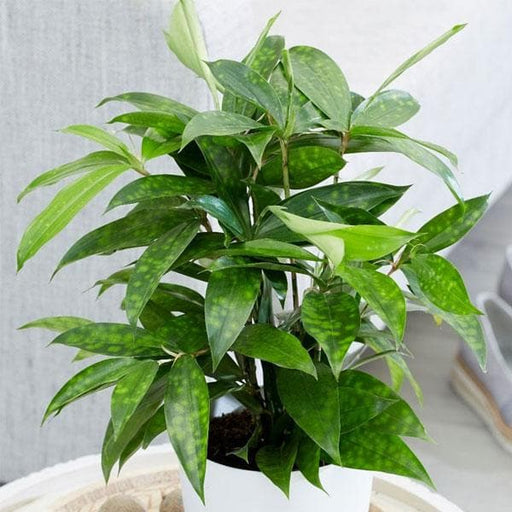 Buy Dracaena Surculosa, Spotted Leaf Dracaena - Plant online from  Nurserylive at lowest price.