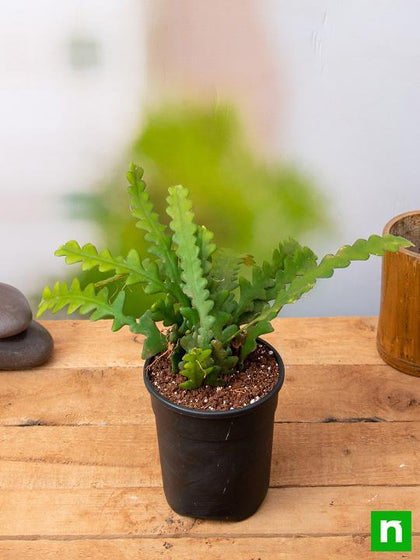 https://cdn.shopify.com/s/files/1/0047/9730/0847/products/nurserylive-fishbone-cactus-succulent-plant-1_420x.jpg?v=1634219638