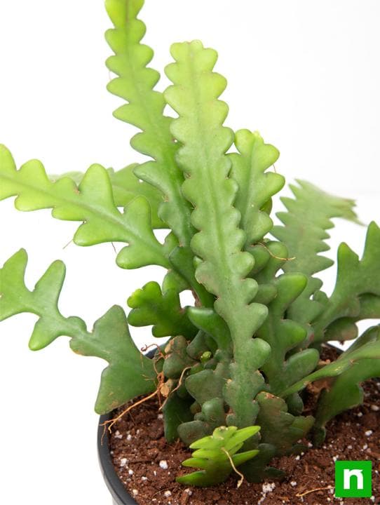 Fishbone Cactus Plant For Sale In India