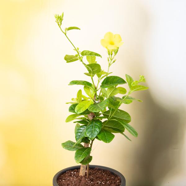 Top 10 Flowering Creepers To Make Your Garden A Happy Space