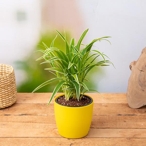 Top 10 Plants for Office Desk | Nurserylive