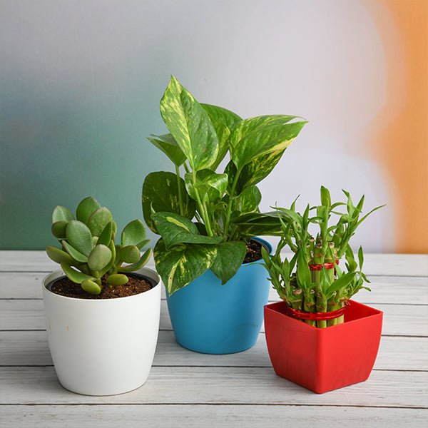 Buy Lucky Money Attracting / Feng Shui Table Top / Office Desk Plants  online from Nurserylive at lowest price.