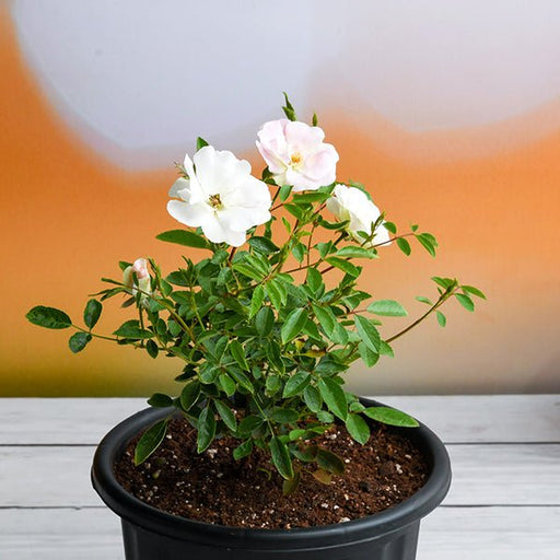 Buy Button Rose online from Nurserylive at lowest price.