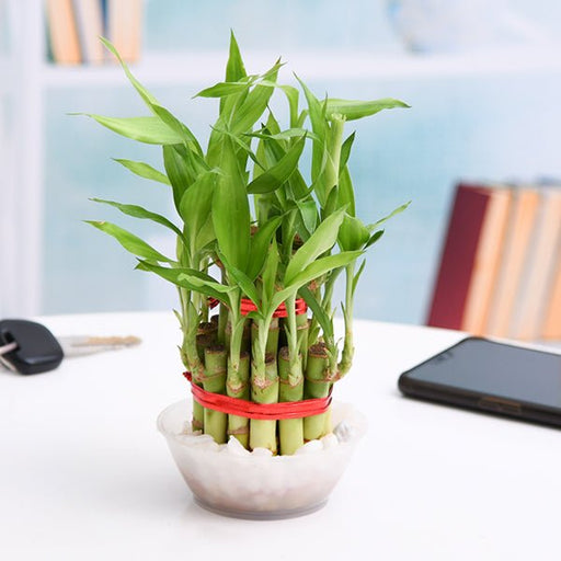 Nurserylive G Plants 2 Layer Lucky Bamboo Plant In A Bowl With Pebbles 564917 512x512 ?v=1679748120