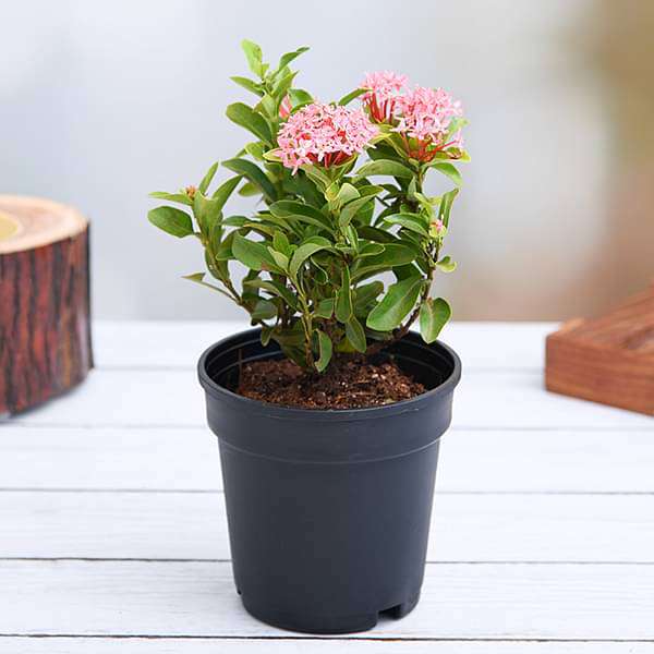 Buy Ixora Mini Dwarf (Pink) - Plant online from Nurserylive at lowest price.