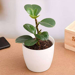 Buy Cupid Peperomia, Peperomia scandens variegata - Succulent Plant online  from Nurserylive at lowest price.