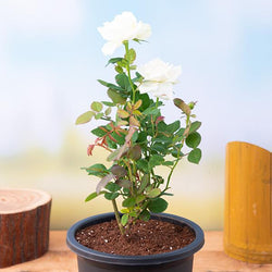 Buy Shevanti, Chrysanthemum (White) - Plant online from Nurserylive at  lowest price.