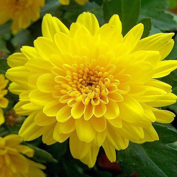 Buy Shevanti, Chrysanthemum (Yellow) - Plant online from Nurserylive at ...