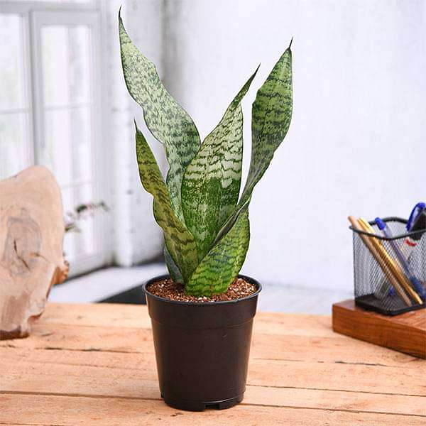 Buy Best Plants For Return Gifts | Indoor Desk Plants