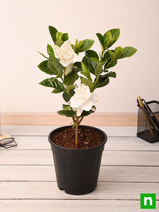 Días laborables sonriendo lo mismo Buy Gardenia, Ananta - Plant online from Nurserylive at lowest price.