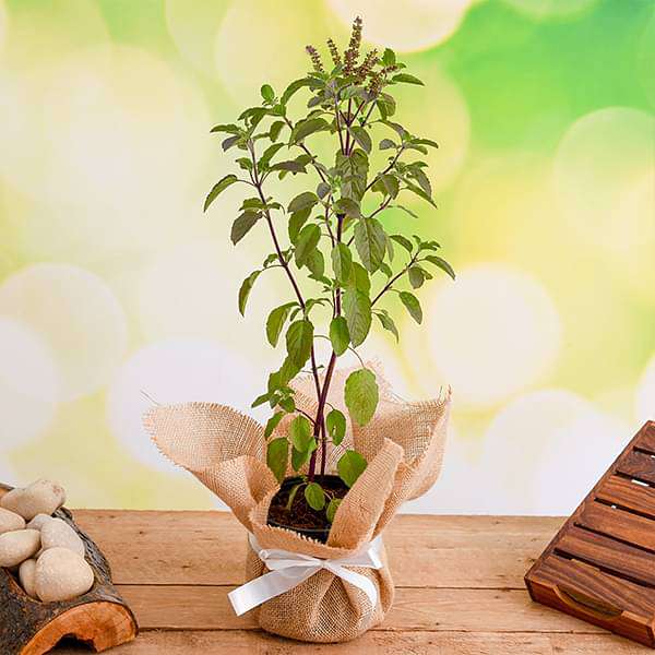 Auspicious Tulsi Plant with Jute Wrap - Nurserylive
