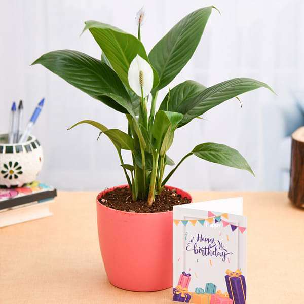 Birthday Wishes with Peace Lily Plant - Nurserylive