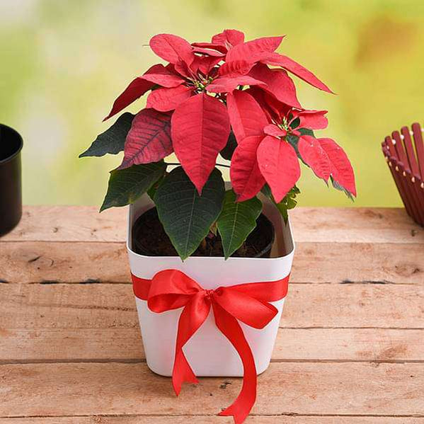 Buy New Year and Christmas Plant Gifts online from Nurserylive at ...