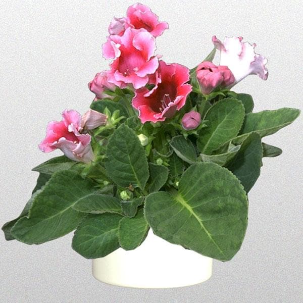 Buy Gloxinia (Pink) - Plant online from Nurserylive at lowest price.
