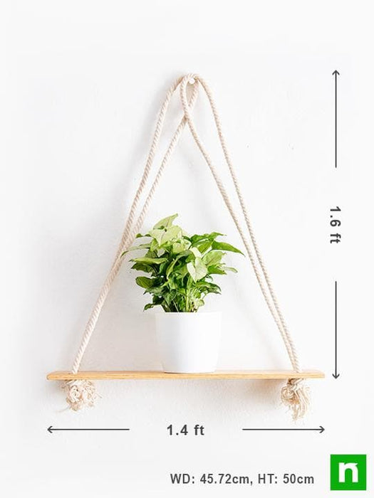 Nurserylive Handmade Sa008 Wooden Plank Hanger For Plants 2 322ec294 7351 4e0b Aaff E20cf1cd78fc 525x700 ?v=1634223134