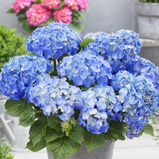 Image of Miniature hydrangea plant in a hanging basket