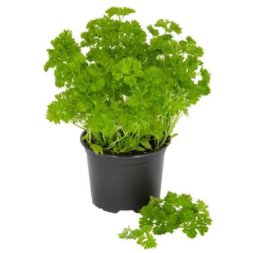 Buy Parsley Plant Online From Nurserylive At Lowest Price