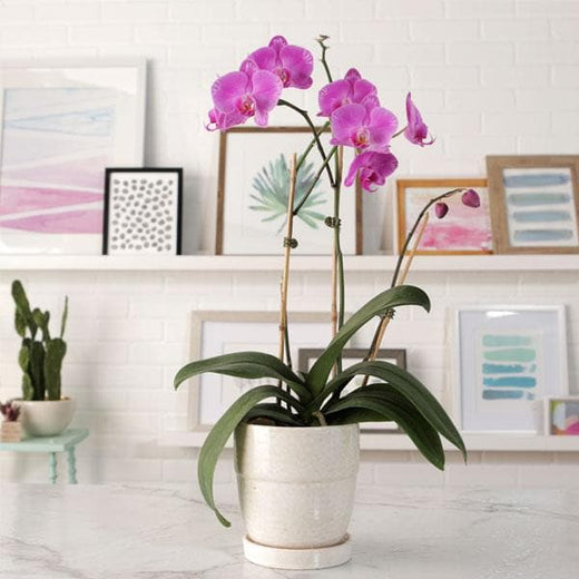 Top 10 Indoor Flowering Plants for Add Colors In Your Interiors