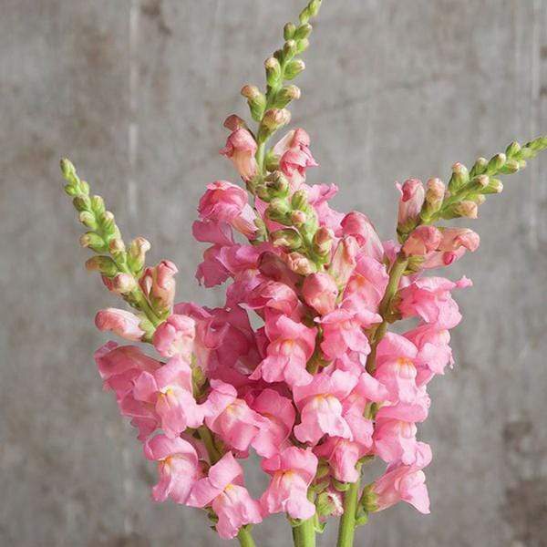 Buy Antirrhinum, Snapdragon (Pink) - Plant online from Nurserylive at ...