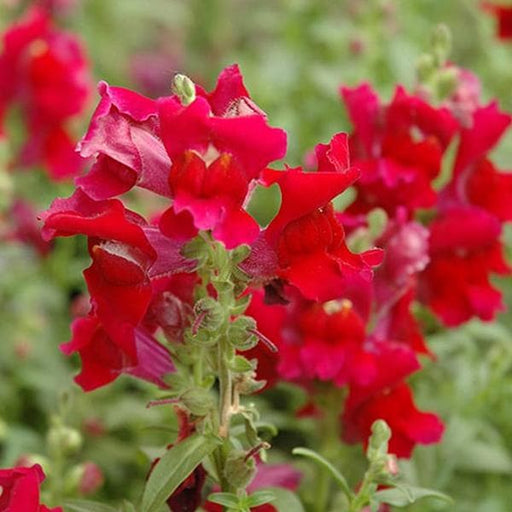 Buy Snap Dragon online from Nurserylive at lowest price.