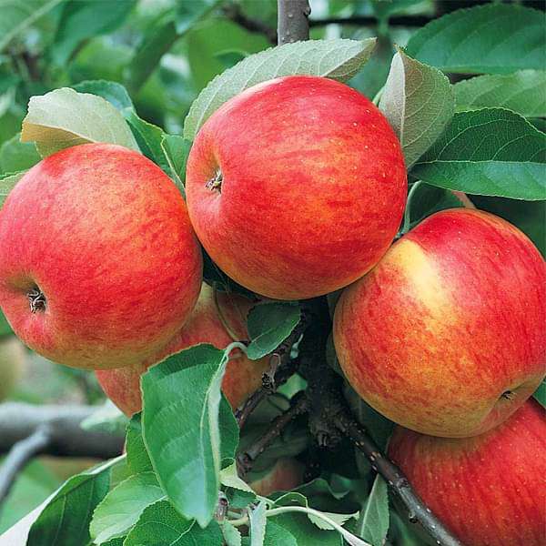 Buy Apple Tree (Grafted) - Plant online from Nurserylive at lowest price.