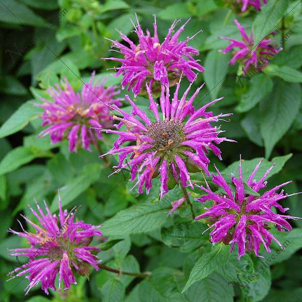 orange bee balm plant