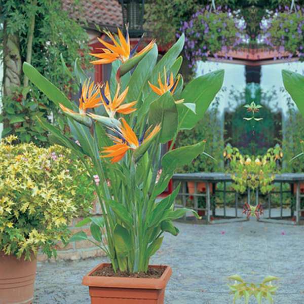 download free bird of paradise plant care