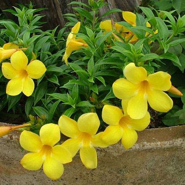 Buy Bush Allamanda Allamanda Cathartica Yellow Plant Online From Nurserylive At Lowest Price