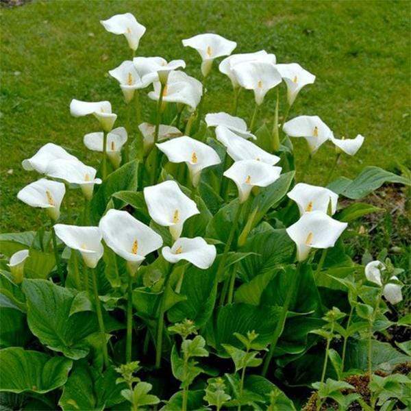 Buy Calla Lily (White) - Plant online from Nurserylive at lowest price.