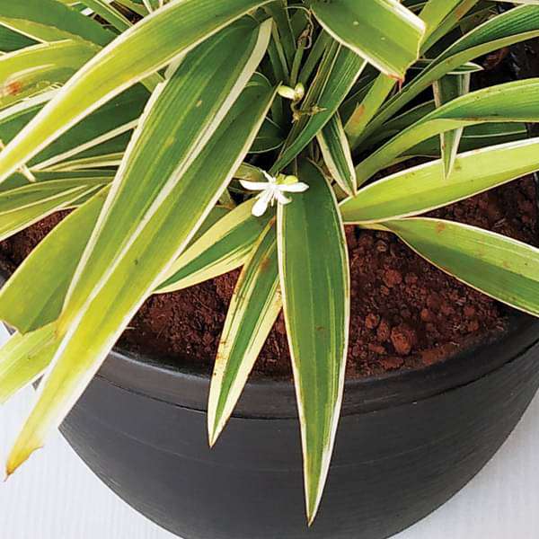 Buy Chlorophytum, Spider Plant (Hanging Basket) - Plant online from  Nurserylive at lowest price.