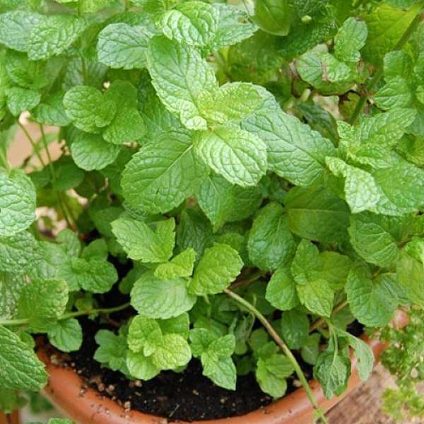 Common Mint Plant, Pudina - Plant - Nurserylive