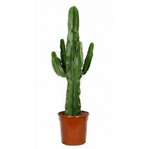 Euphorbia ingens - Succulent Plant - Nurserylive