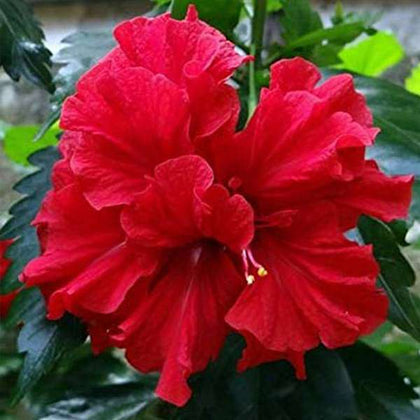 Buy Hibiscus, Gudhal Flower (Red) - Plant online from Nurserylive