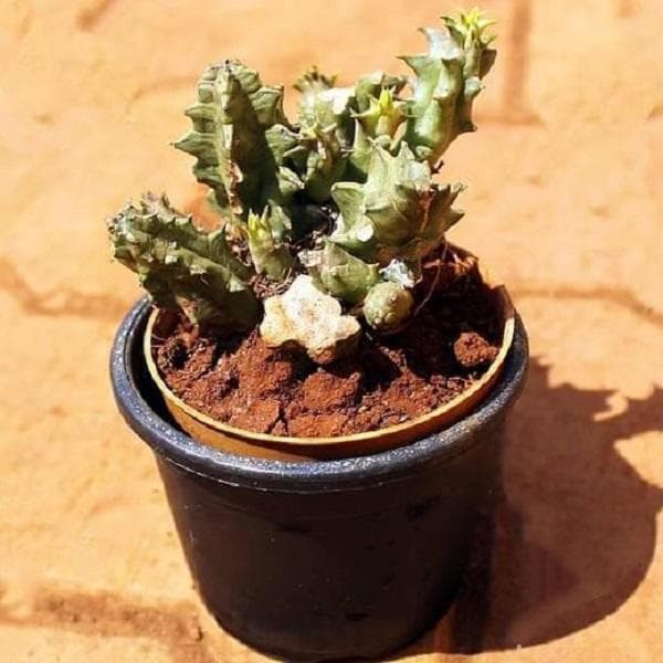 Buy Huernia Species Cactus Plant Online From Nurserylive At Lowest Price