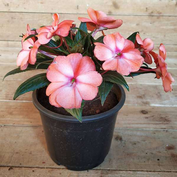 New Guinea Impatiens, Impatiens Hawkeri (Any Color) - Plant - Nurserylive