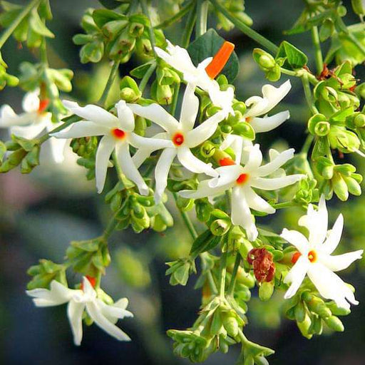 Buy Parijat Tree, Parijatak, Night Flowering Jasmine - Plant online from  Nurserylive at lowest price.